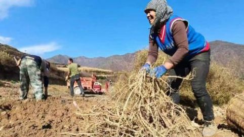 甘肃宕昌何家堡:中药药材特色产业鼓起群众“钱帒子”